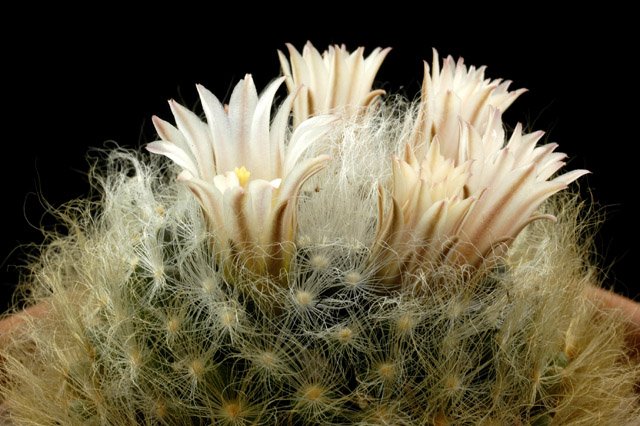 Mammillaria_aureilanata_1